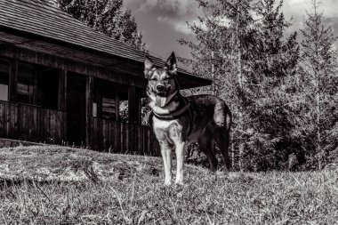 german shepherd dog in the forest, black and white
