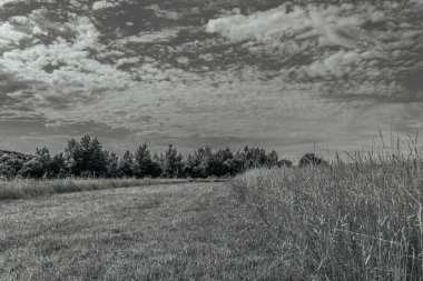Ağacı ve tarlası olan güzel bir manzara.