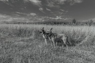 black dog on a meadow in a field