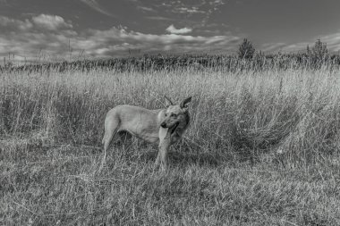 bir köpeğin siyah beyaz fotoğrafı.
