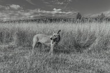 bir köpeğin siyah beyaz fotoğrafı.