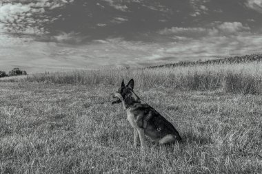 lonely black dog on field