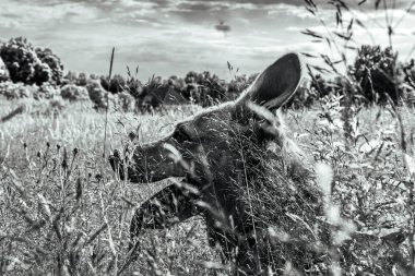 wild african wild african animals in the savannah of kenya