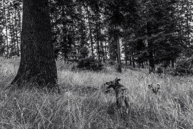 Ormandaki bir ağacın gri tonlu görüntüsü.