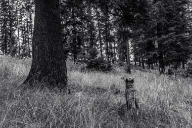 Ormandaki ağacın dikey görüntüsü.