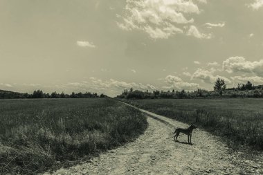 Sahada siyah beyaz bir köpek