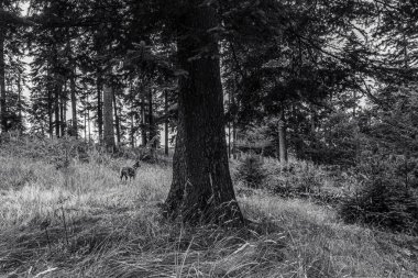 forest in the mountains. black and white image.