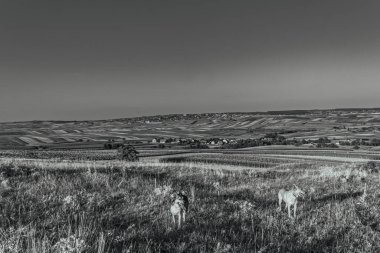 Ağacı ve dağı olan güzel bir manzara.