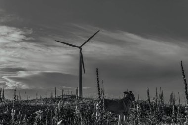 Tarlada yel değirmeni