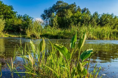 river with a green grass in the park on the background of the sky and the sun