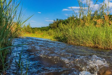 Ormandaki nehrin güzel bir görüntüsü