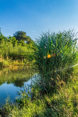 Parktaki güzel nehir