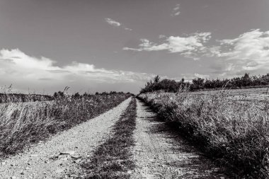 a grayscale shot of a road in a wheat field
