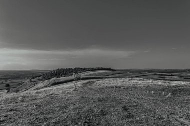 siyah ve beyaz manzaralı bir ağaç