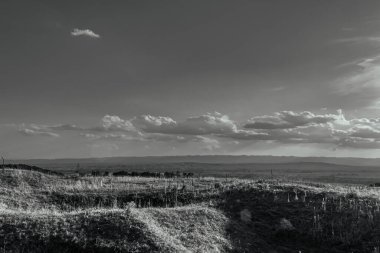 ağaç ve bulutlar siyah beyaz manzara