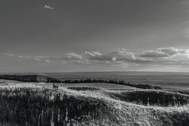 black and white clouds in a meadow