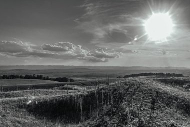 a vertical shot of an old rural road in a field of trees under a blue cloudy sky