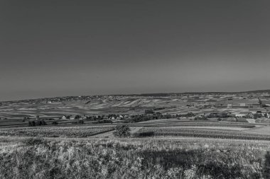 Buğday alan ve mavi gökyüzü manzara