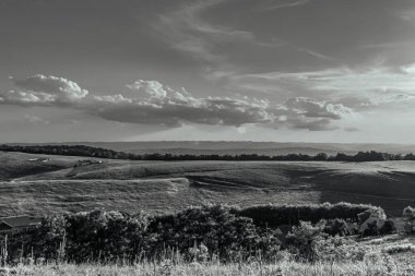 siyah ve beyaz manzaralı bir ağaç