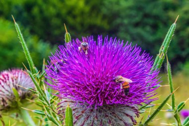 Arı bir çiçek nektar toplar