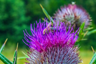 Yeşil arkaplanda bir çiçeğin kapağını kapat