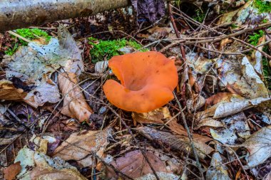 Bir sonbahar gününde ormanda mantar