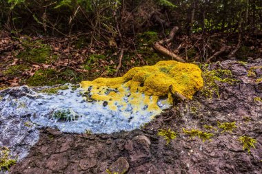 Ağaçtaki sarı liken