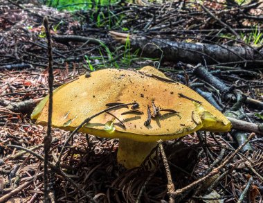 Ormandaki ormanda sarı mantarlar