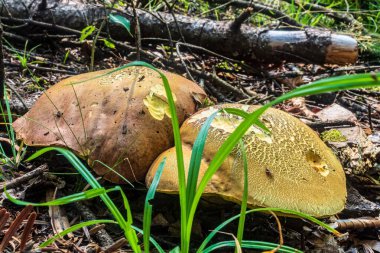 Ormanda mantar. Ormanda mantar