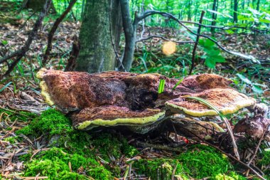 Ormanda büyüyen mantar