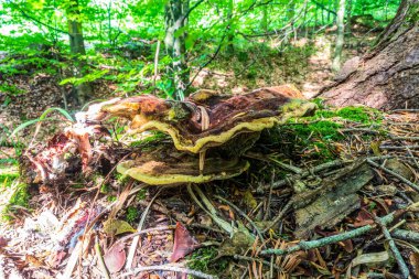 Ormanda büyüyen mantar