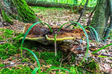 Ormandaki eski ağaç gövdesi