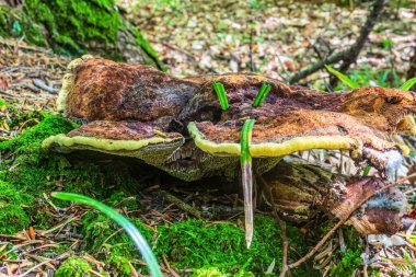Polonya 'daki ormandaki mantarlar