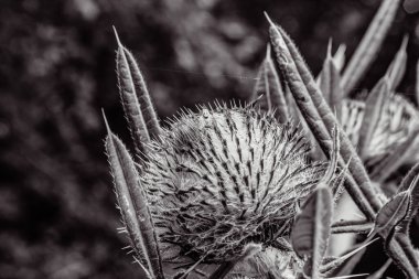 close up of black and white thistle flowers in the garden