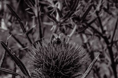 a closeup shot of an insect on a black background in the forest
