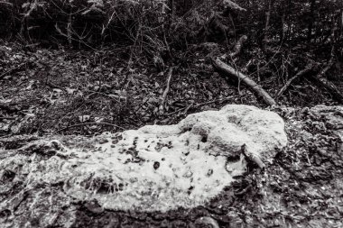 Ölü bir ağaç gövdesinin yakın plan çekimi.