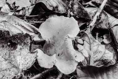 Güzel botanik fotoğrafı, doğal duvar kağıdı.