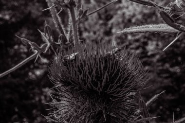 bir ağacın siyah beyaz fotoğrafı