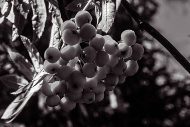 Bir ağacın taze meyvelerinin siyah beyaz fotoğrafı