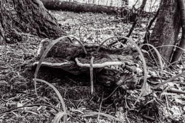 Ormandaki eski ahşap bank