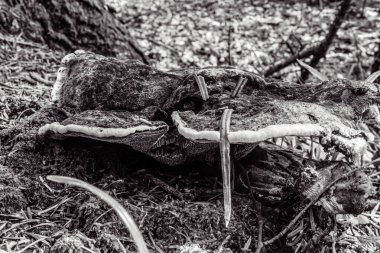 Ormandaki yaşlı kütük.