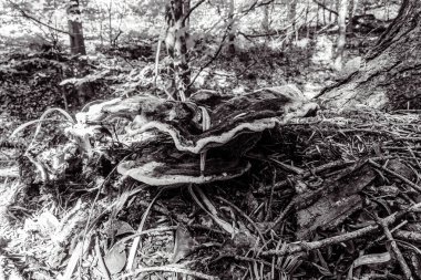 Bir mantarın siyah beyaz fotoğrafı