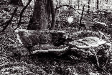 Ormandaki ölü ağaç.