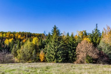 Güzel bir güneşli gün sonbahar ormanda.