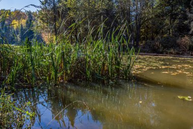 Ormanın ortasında bir ağacı olan güzel bir göl..