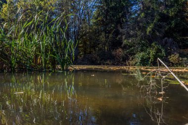Sonbahar ormanındaki göl