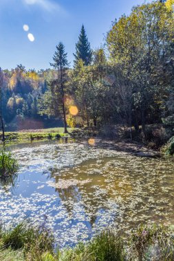 Sonbaharda güzel göl ve orman