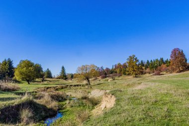Sonbahar Orman ve ağaç
