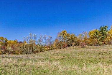 Sonbahar manzarası, ağaçlar, yapraklar, çimenler, sarı çimenler