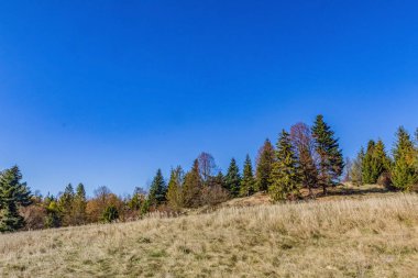 Sonbahar ormanının güzel manzarası